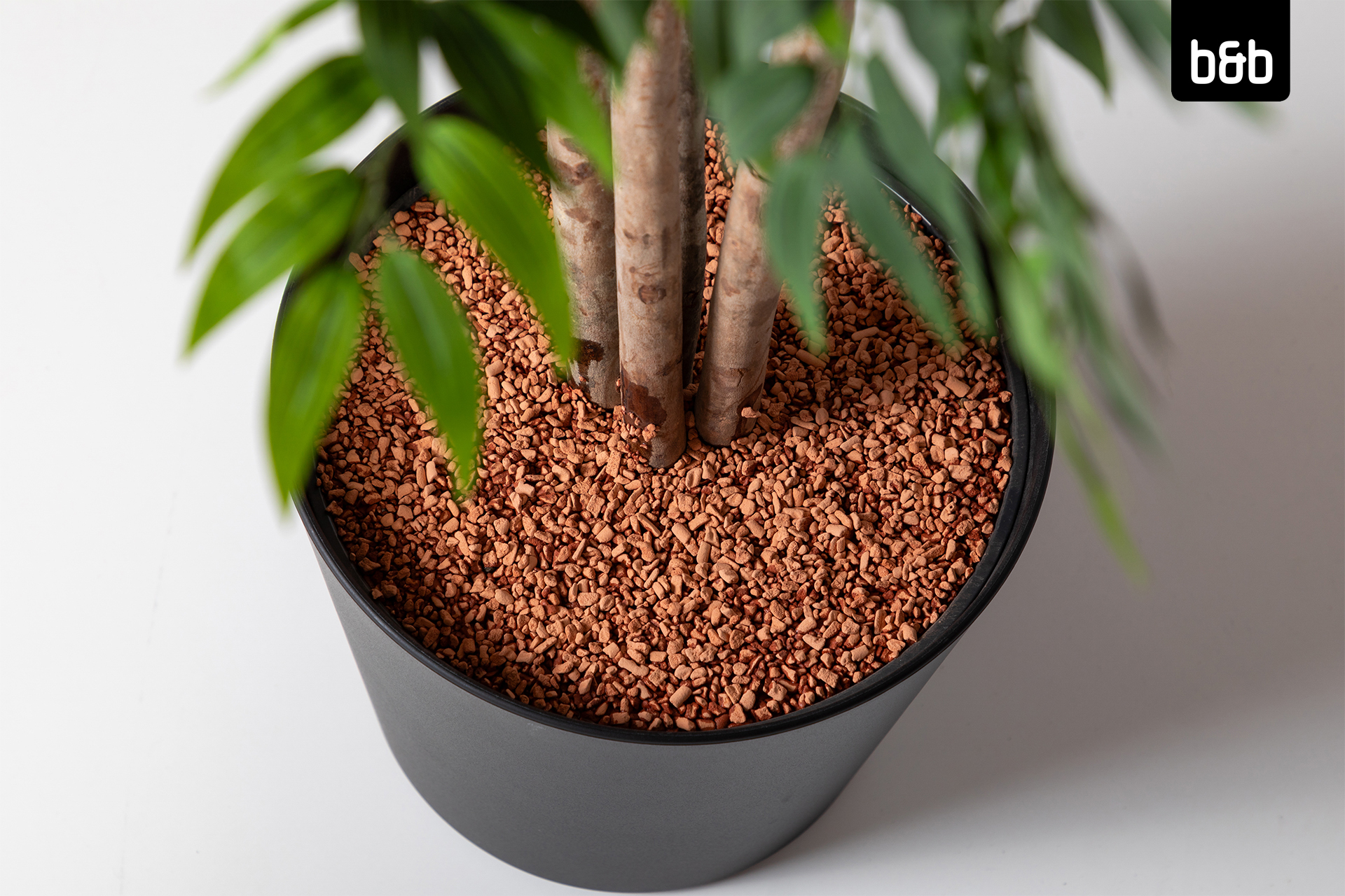 2408-bb-a-74137-kunstpflanze_ficus_longifolia_165cm-02-386.jpg